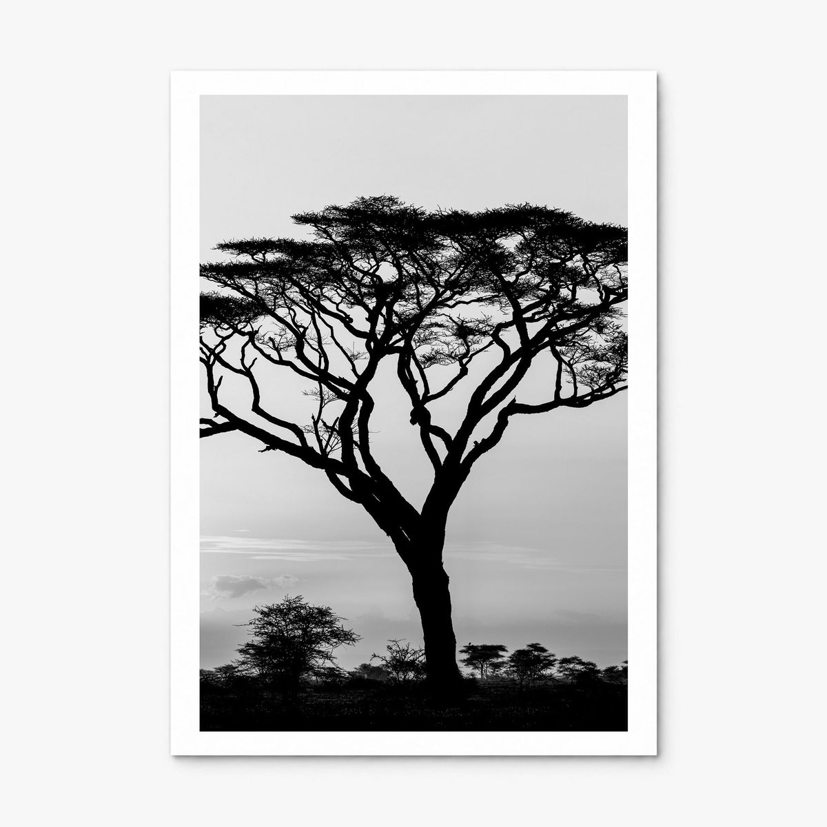 Acacia Tree Photo Poster, print only (unframed), white border