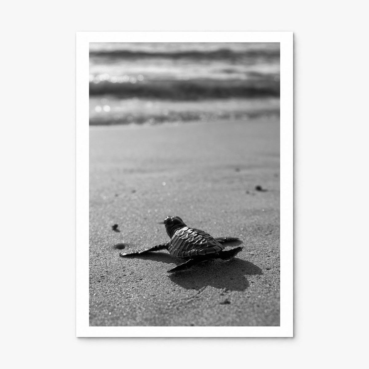 Baby Turtle Photo Poster, print only (unframed), white border