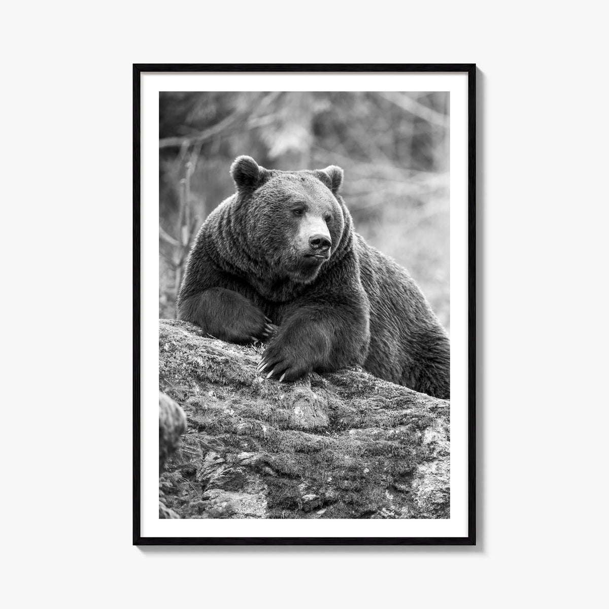 Bear no. 1 black & white photo poster – vertical wall art, unframed print shown in interior mockup