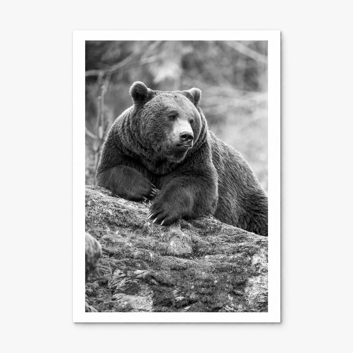 Bear Photo No 1 Poster, print only (unframed), white border
