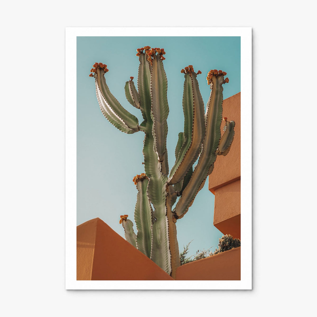 Blooming Cactus Sandy Walls Photo Poster, print only (unframed), white border