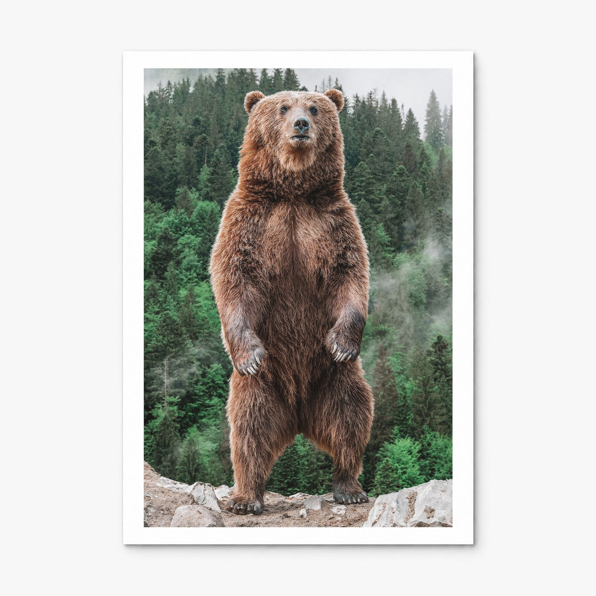Brown Bear Photo No 1 Poster, print only (unframed), white border