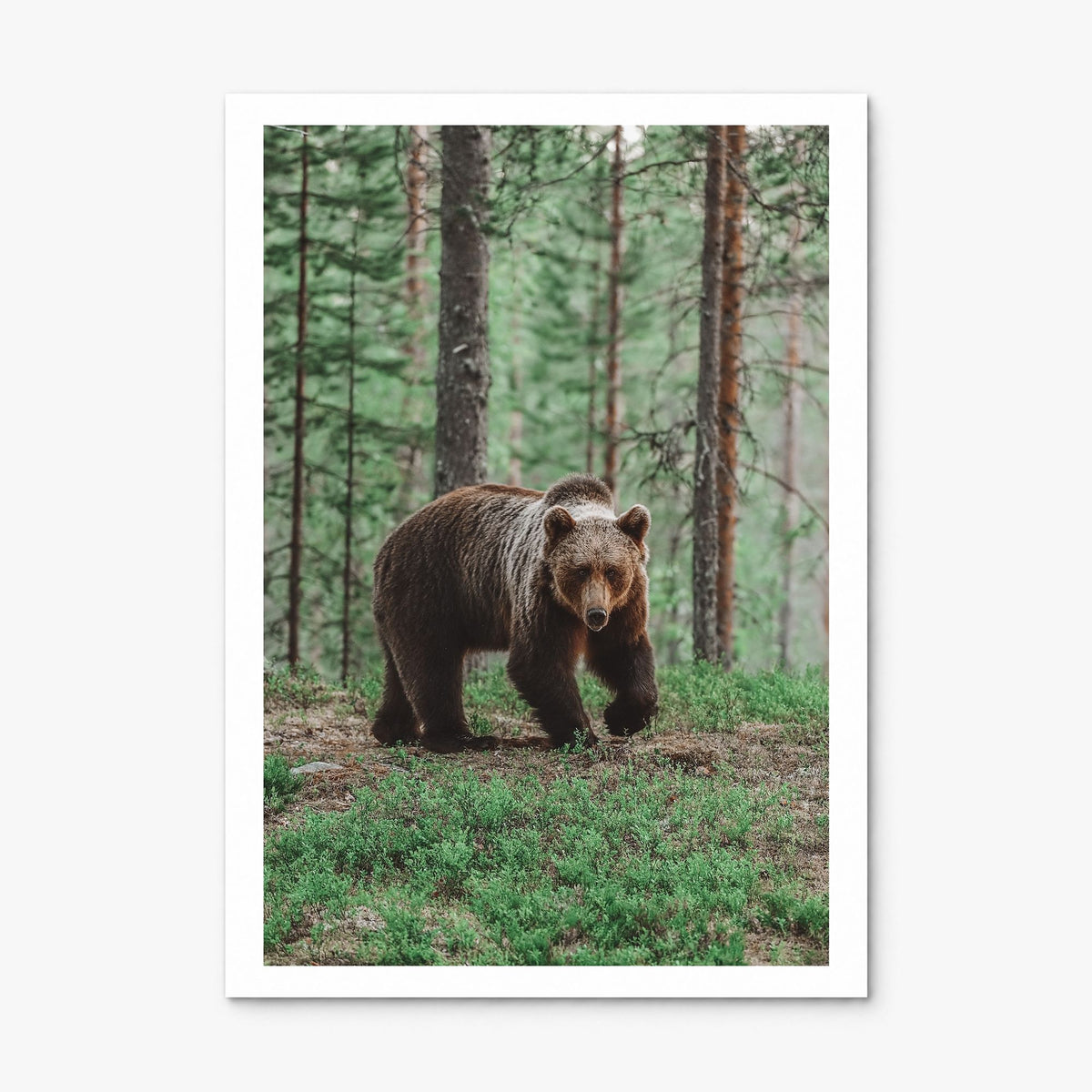 Brown Bear Photo No 2 Poster, print only (unframed), white border