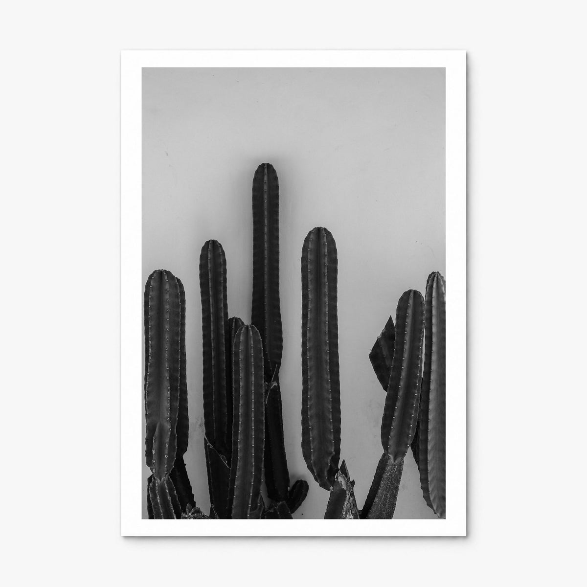 Cactus Photo No 2 Poster, print only (unframed), white border