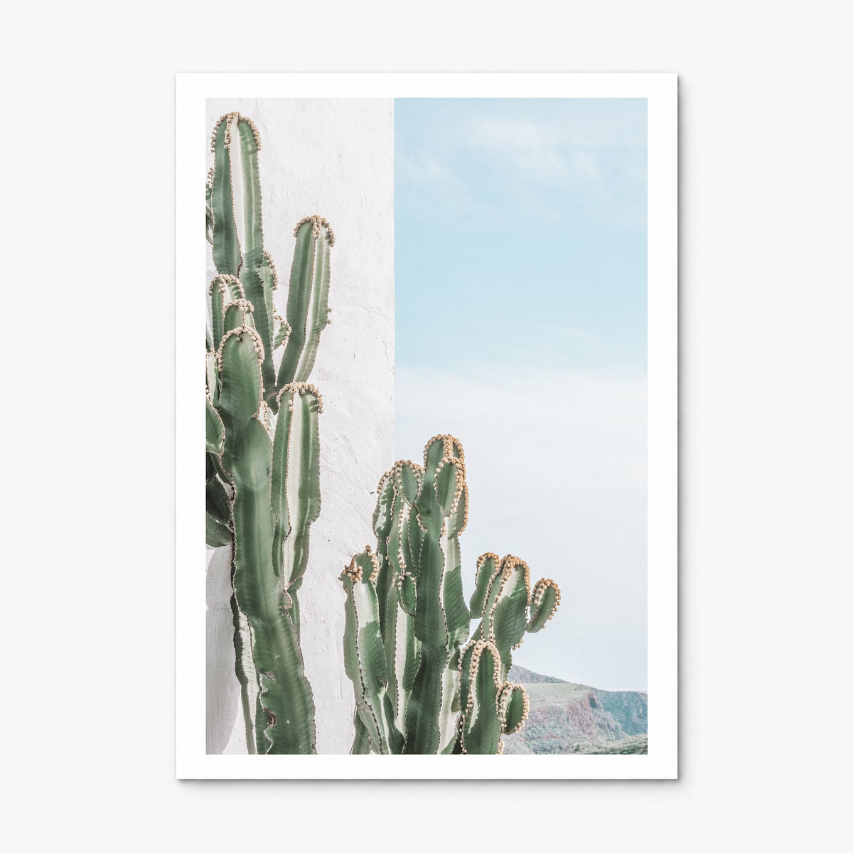 Cactus Photo No 1 Poster, print only (unframed), white border