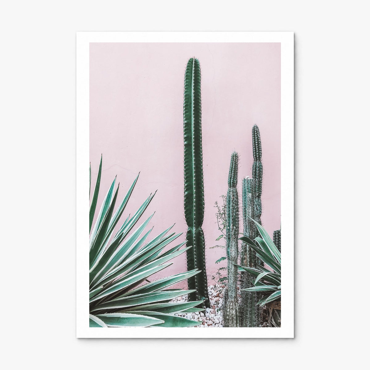 Cactus Photo No 2 Poster, print only (unframed), white border