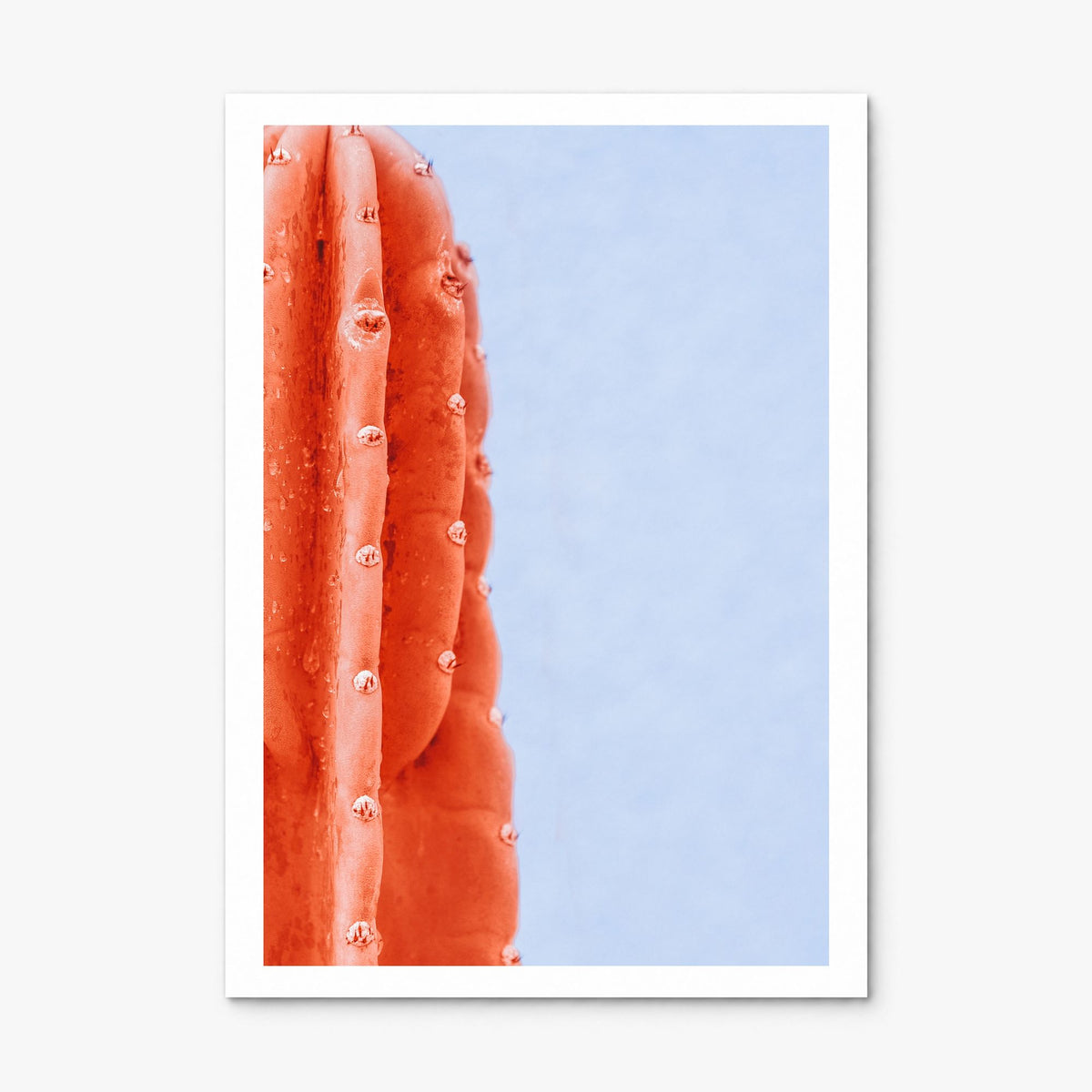 Cactus Photo No 6 Poster, print only (unframed), white border