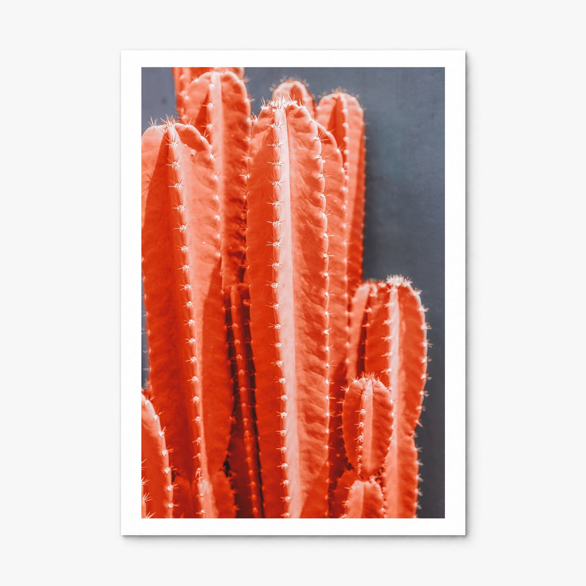 Cactus Photo No 7 Poster, print only (unframed), white border