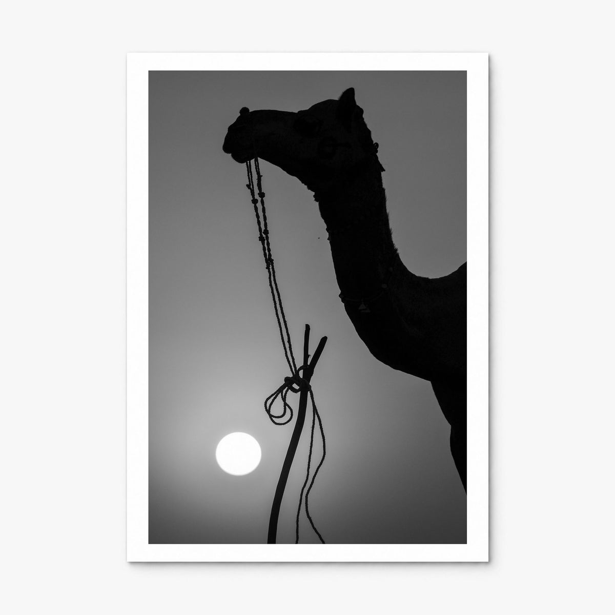 Camel Caravan Photo No 1 Poster, print only (unframed), white border