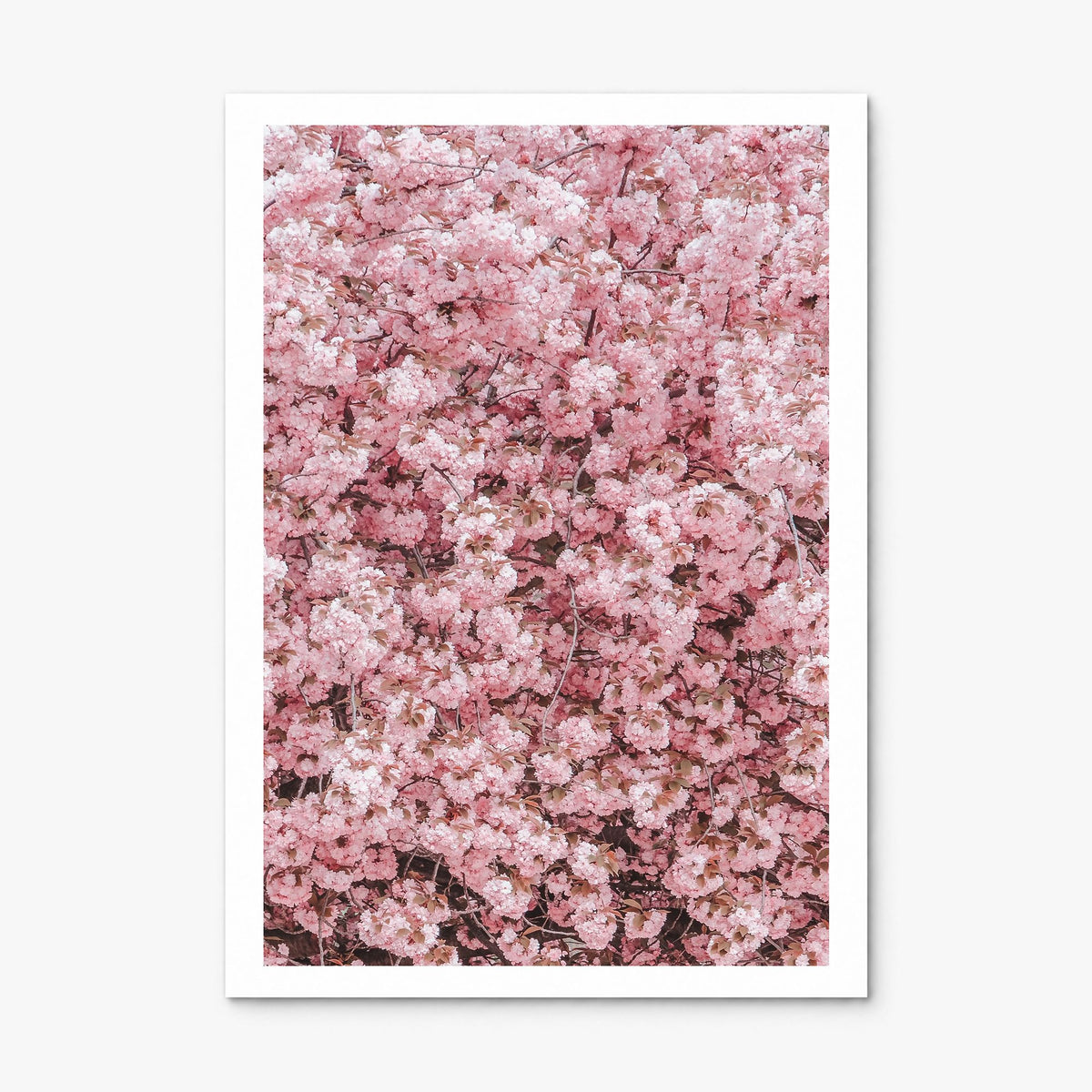 Cherry Blossoms Photo No 2 Poster, print only (unframed), white border