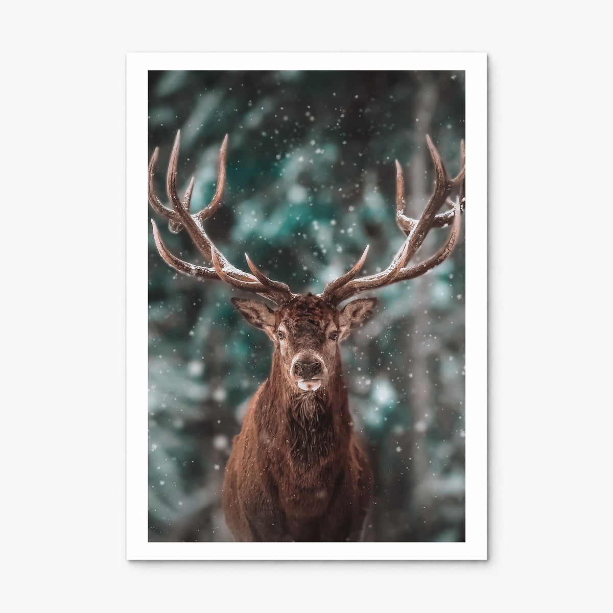 Deer Photo No 2 Poster, print only (unframed), white border