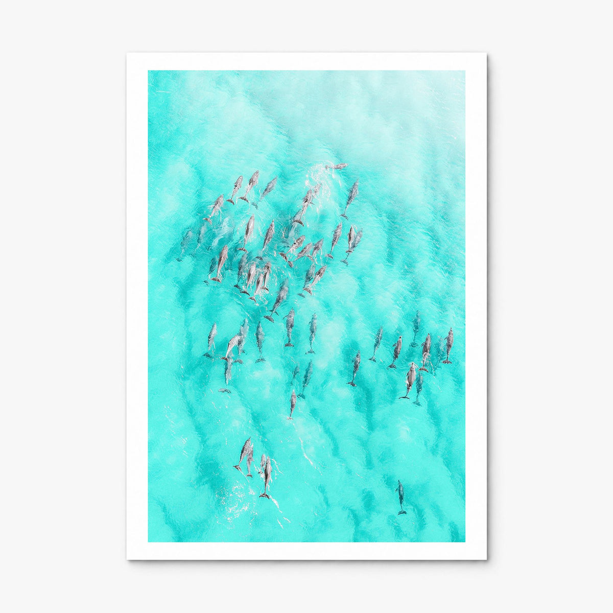 Dolphin Swimming Photo Poster, print only (unframed), white border