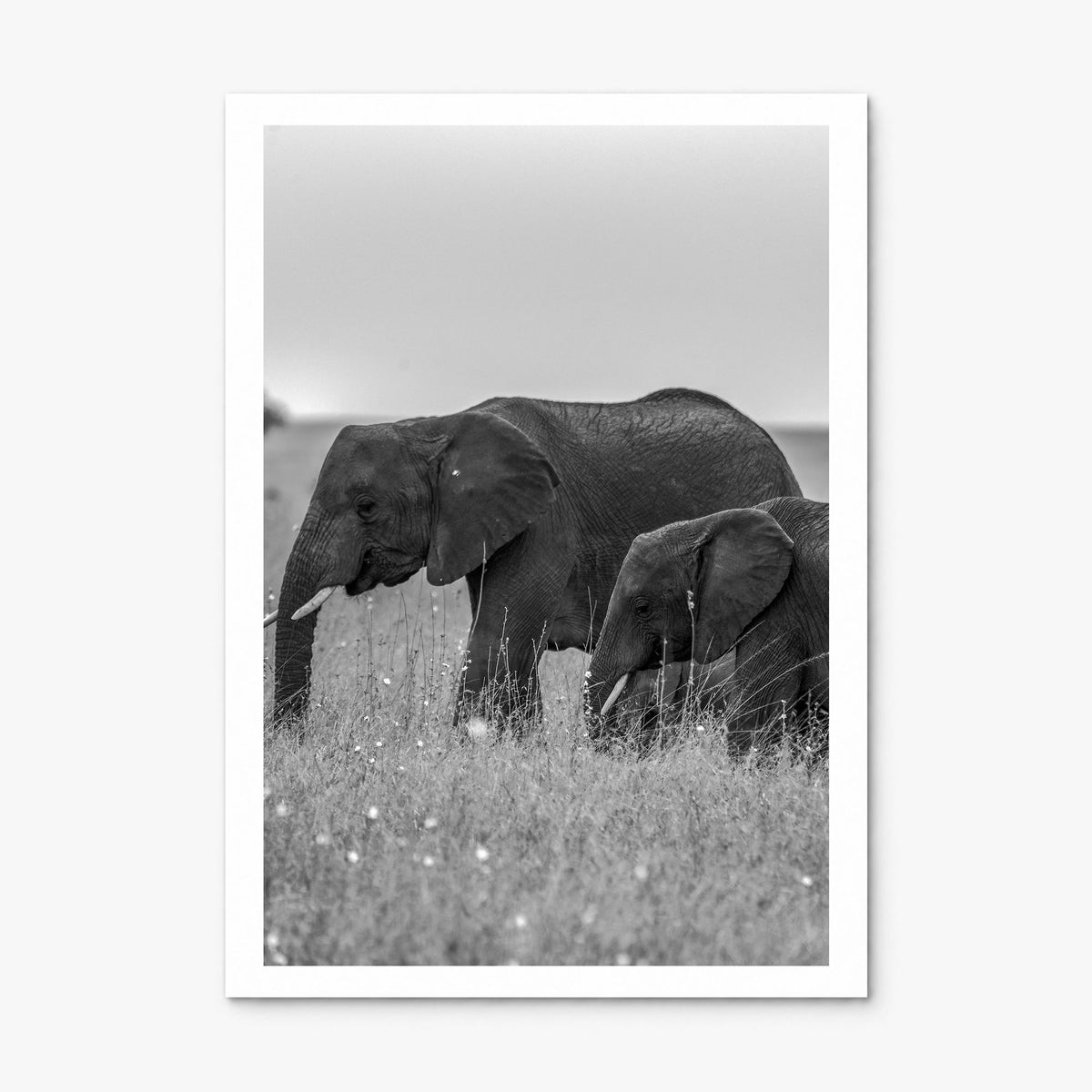 Elephant Photo No 1 Poster, print only (unframed), white border