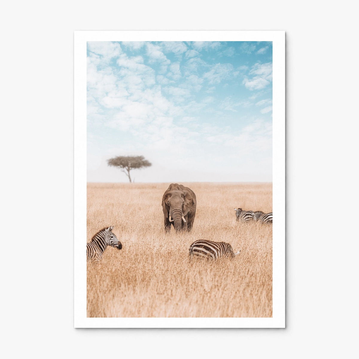 Elephant Photo No 1 Poster, print only (unframed), white border