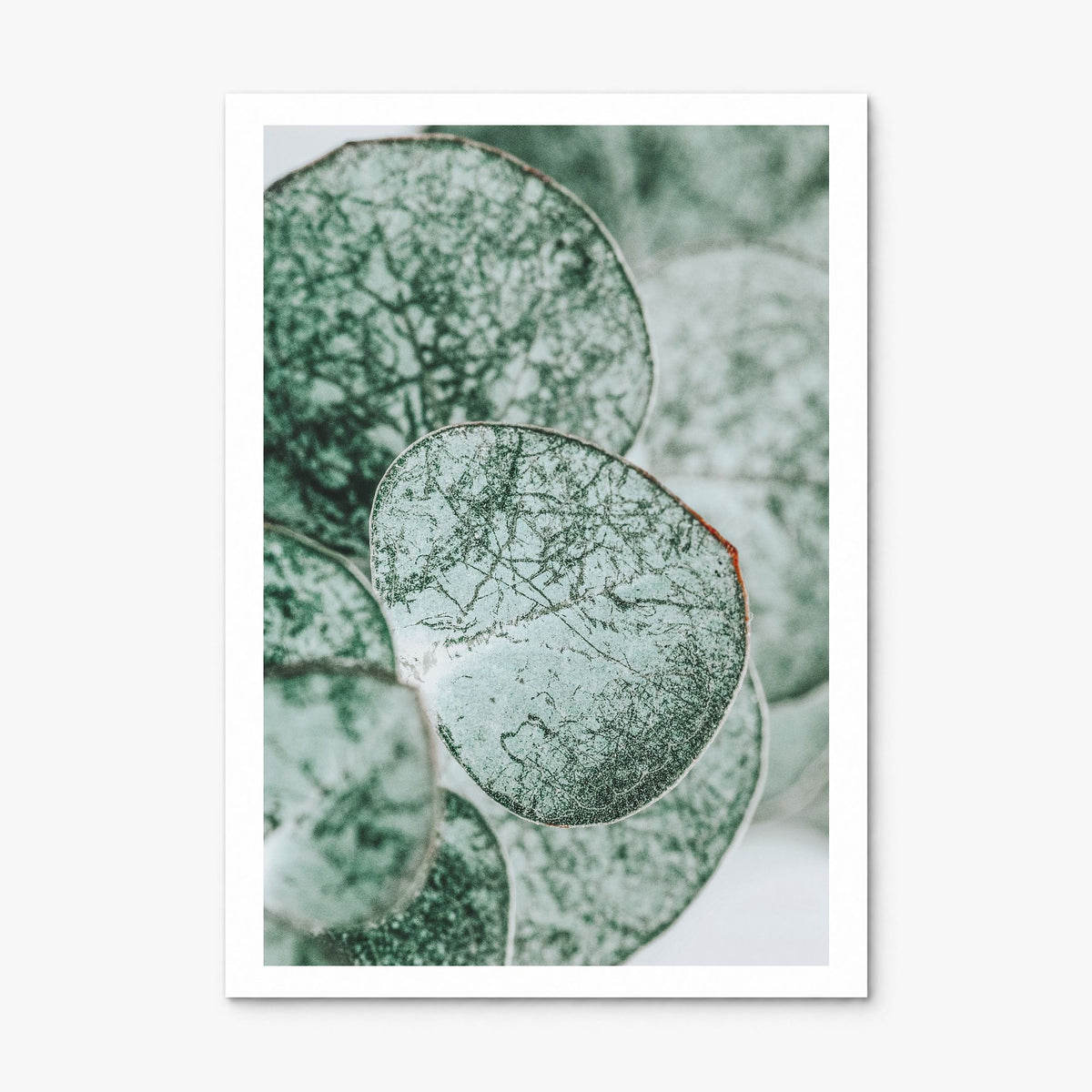 Eucalyptus Leaves Photo Poster, print only (unframed), white border