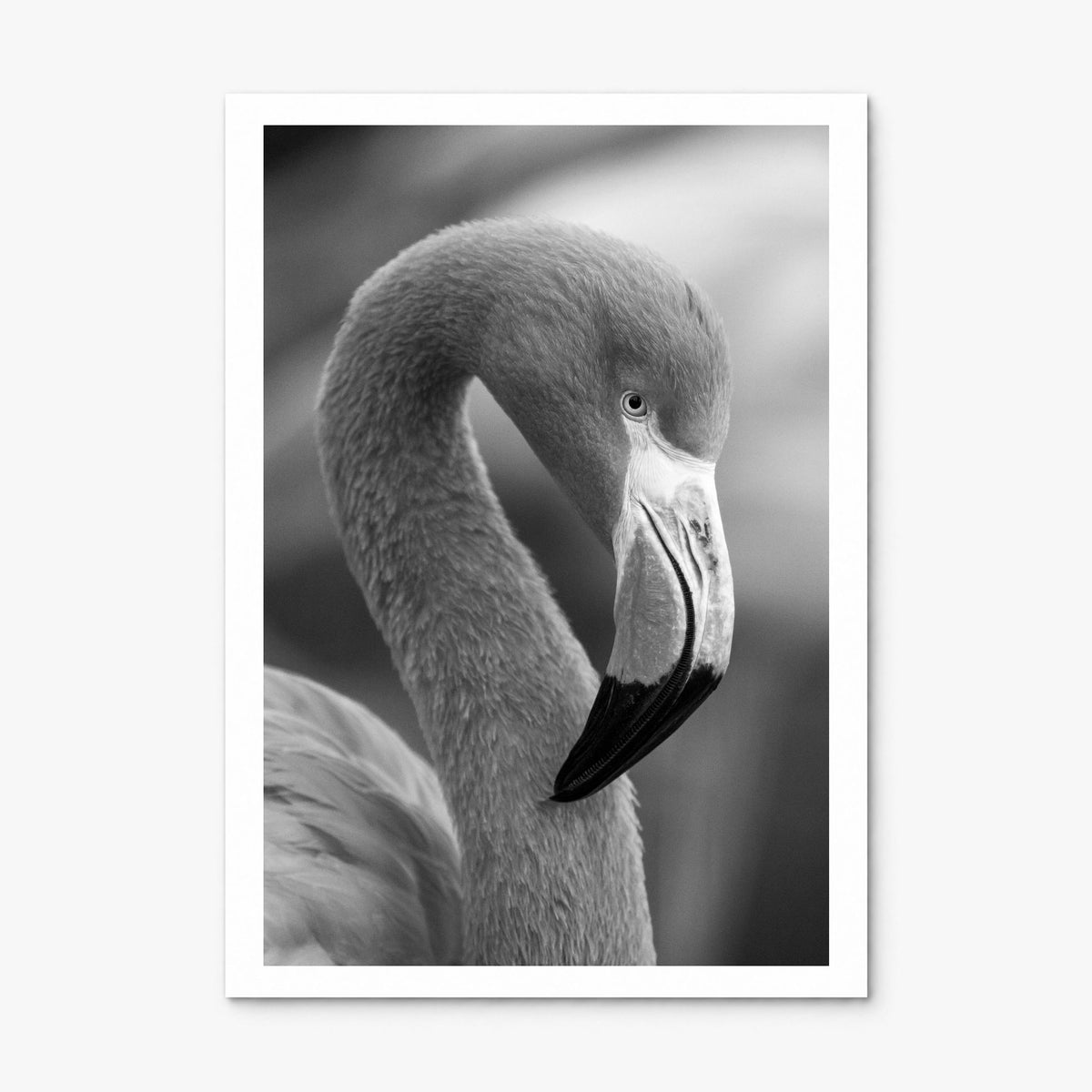 Flamingo Photo Poster, print only (unframed), white border