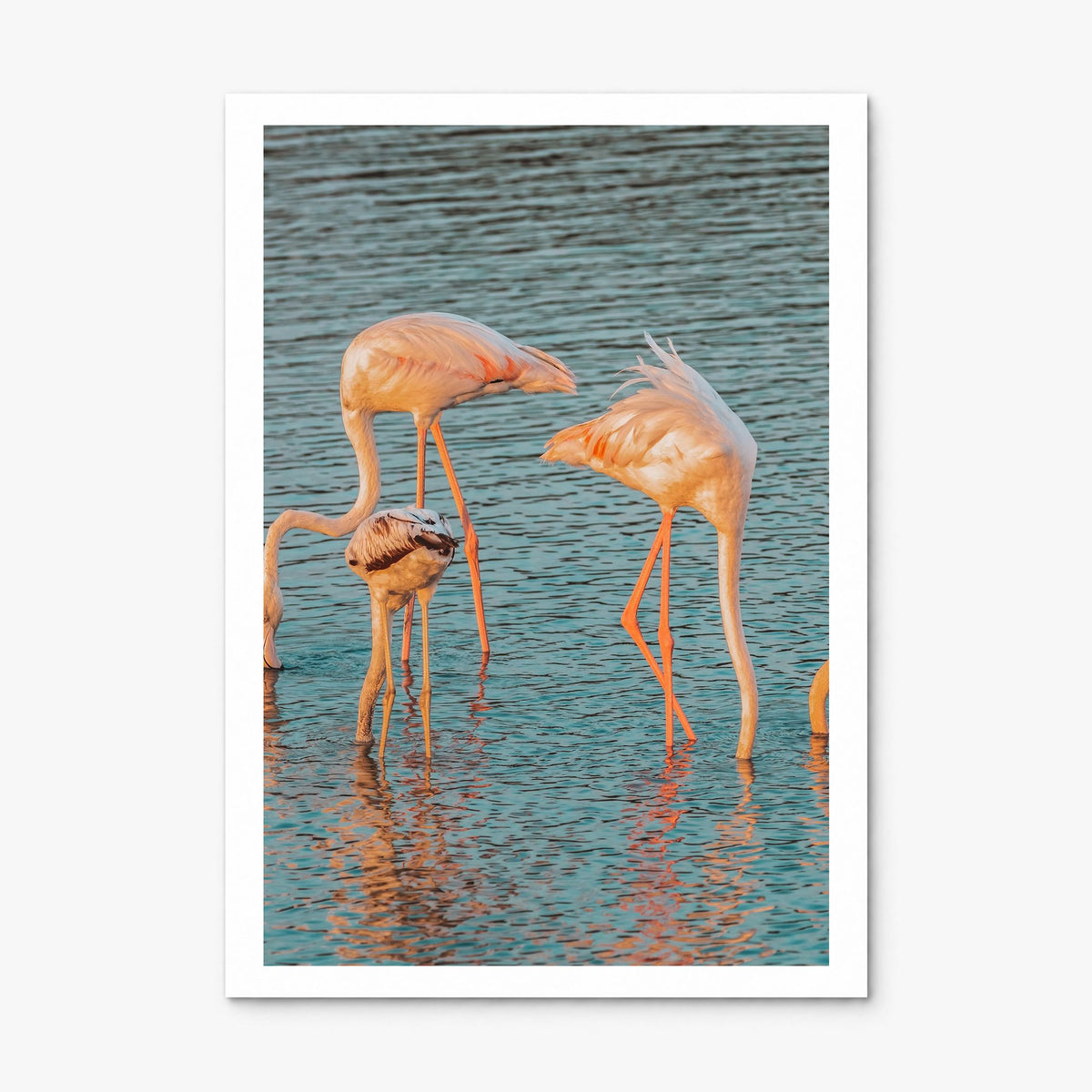 Flamingo Photo No 1 Poster, print only (unframed), white border