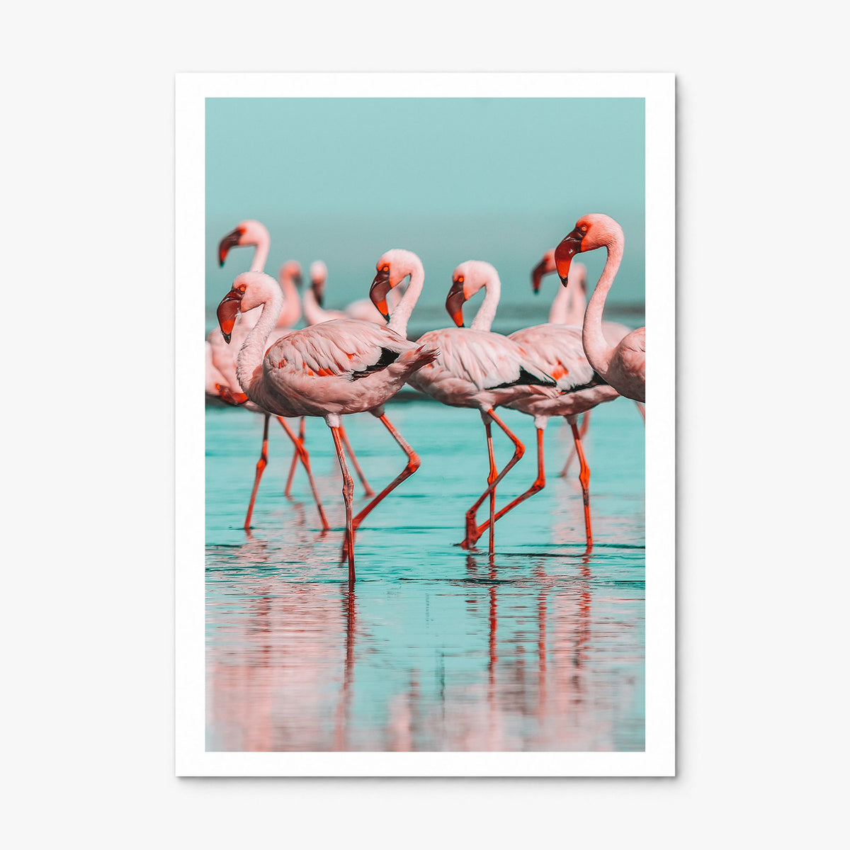 Flamingo Photo No 2 Poster, print only (unframed), white border