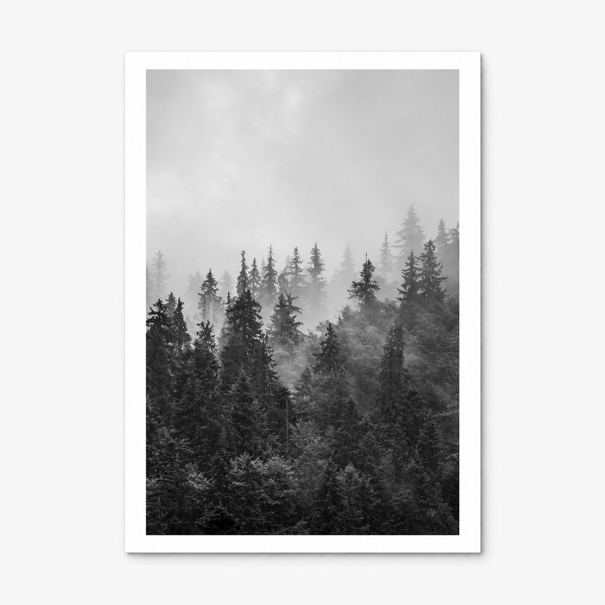 Foggy Forest Photo No 1 Poster, print only (unframed), white border