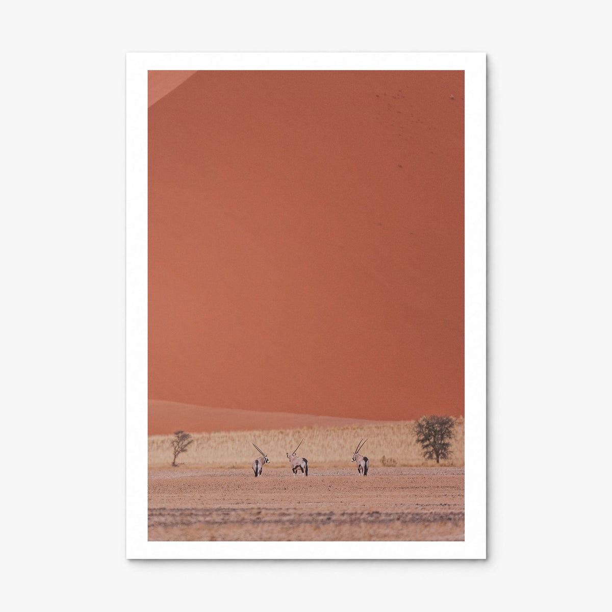 Gazelle Photo Poster, print only (unframed), white border
