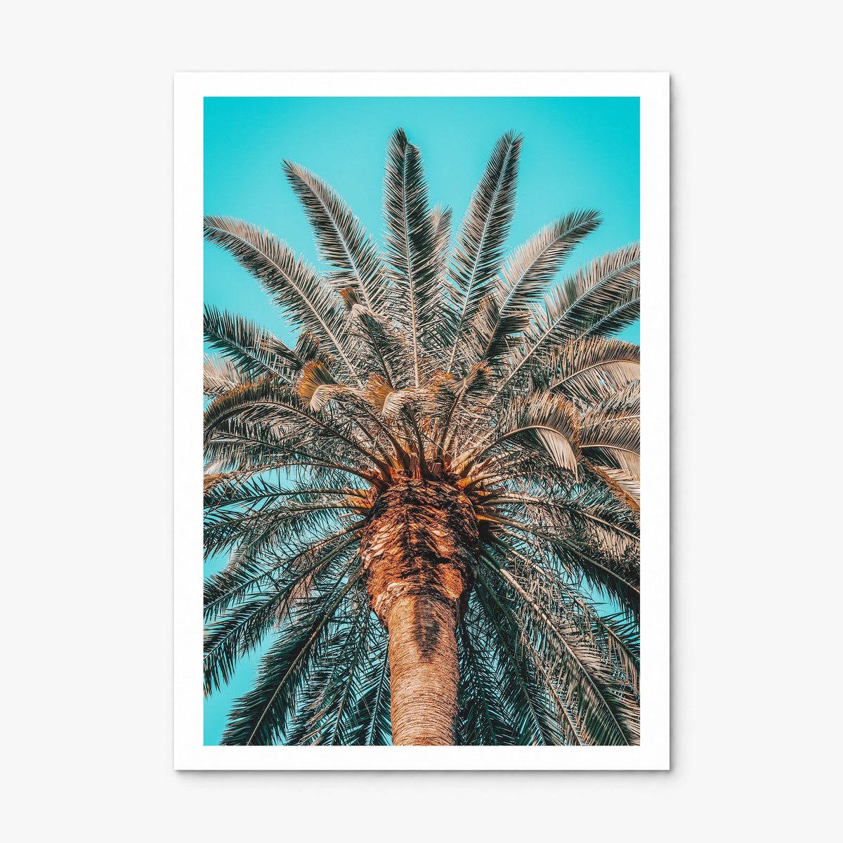 Giant Palm Tree Photo Poster, print only (unframed), white border