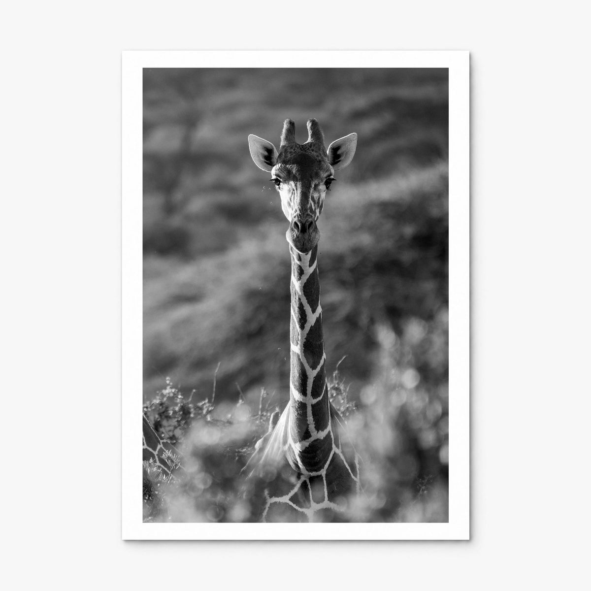 Giraffe Photo No 1 Poster, print only (unframed), white border