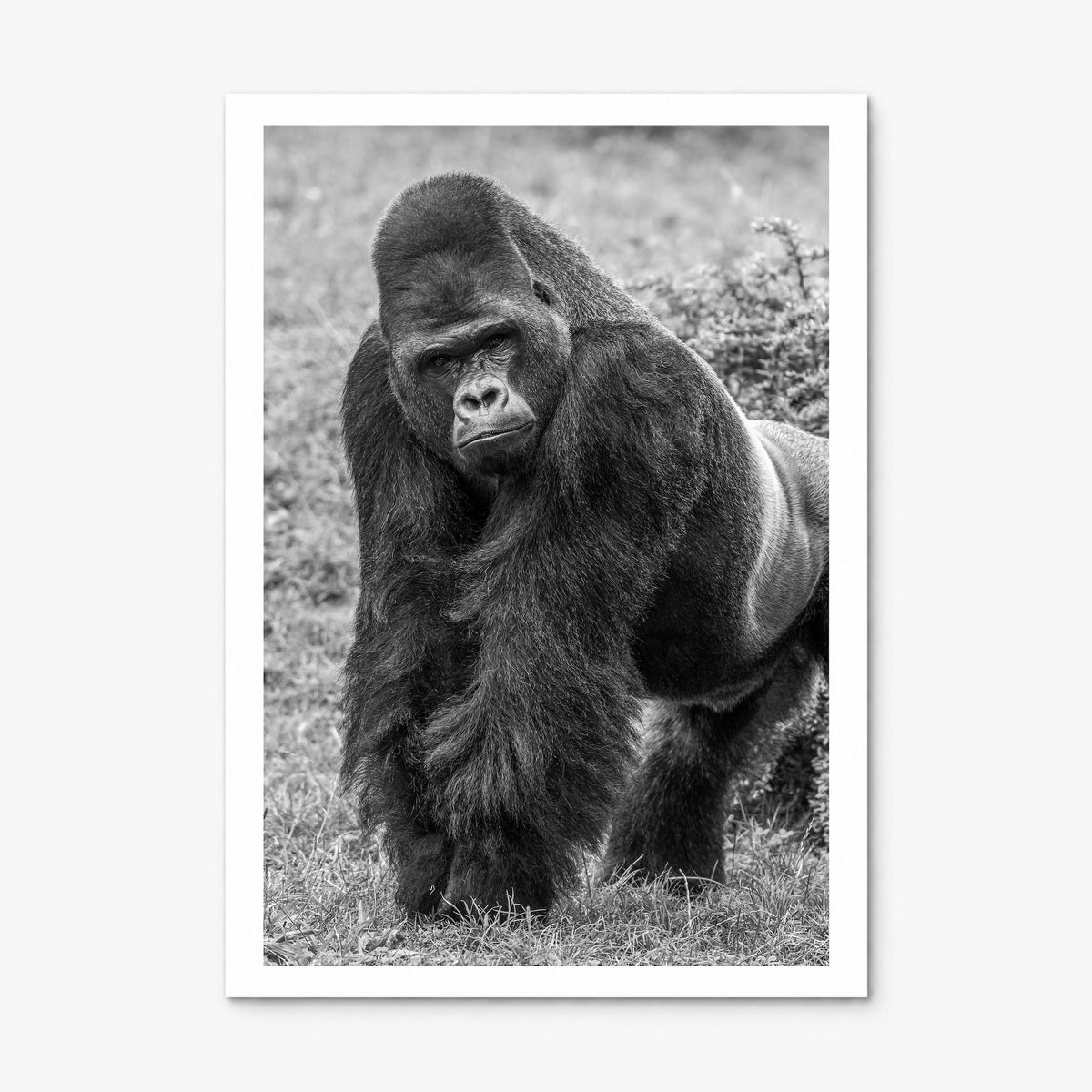 Gorilla Photo Poster, print only (unframed), white border