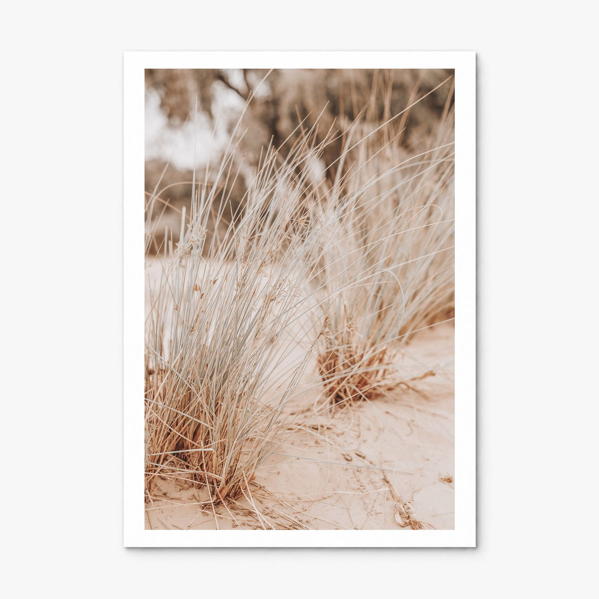 Grass Growing Wild Photo Poster, print only (unframed), white border