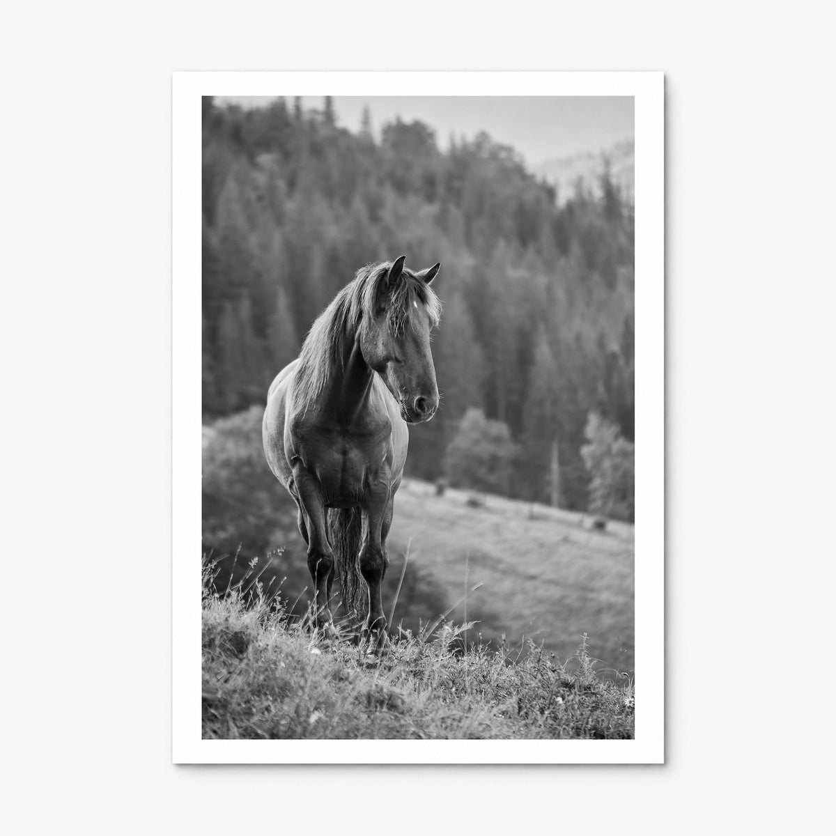 Horse Photo No 1 Poster, print only (unframed), white border