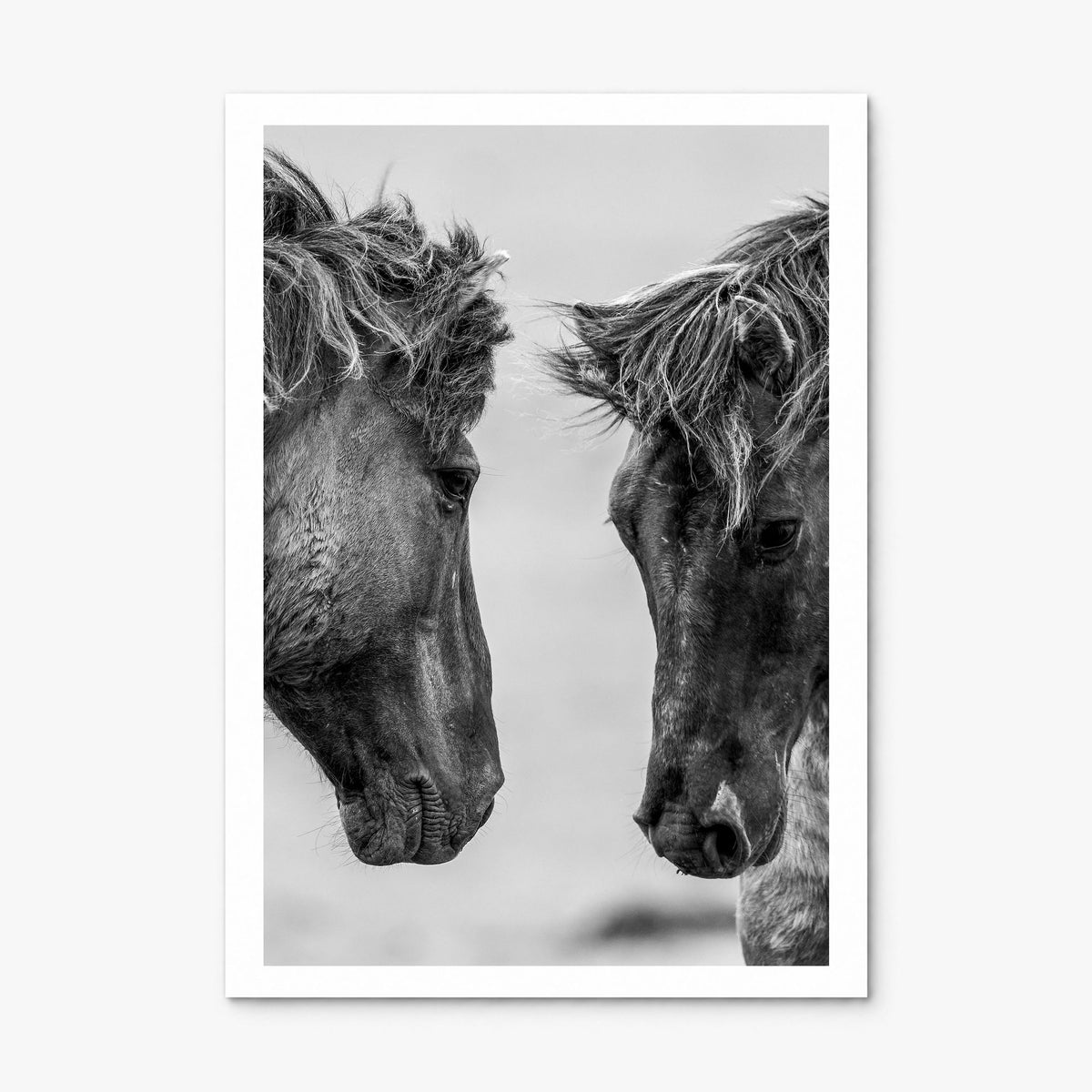 Horse Photo No 3 Poster, print only (unframed), white border