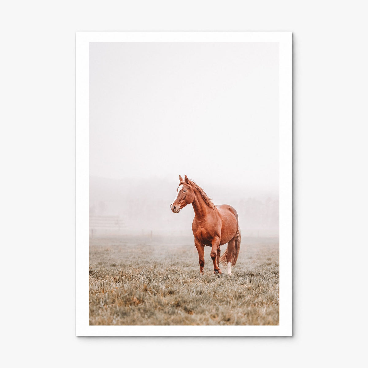 Horse Photo No 1 Poster, print only (unframed), white border
