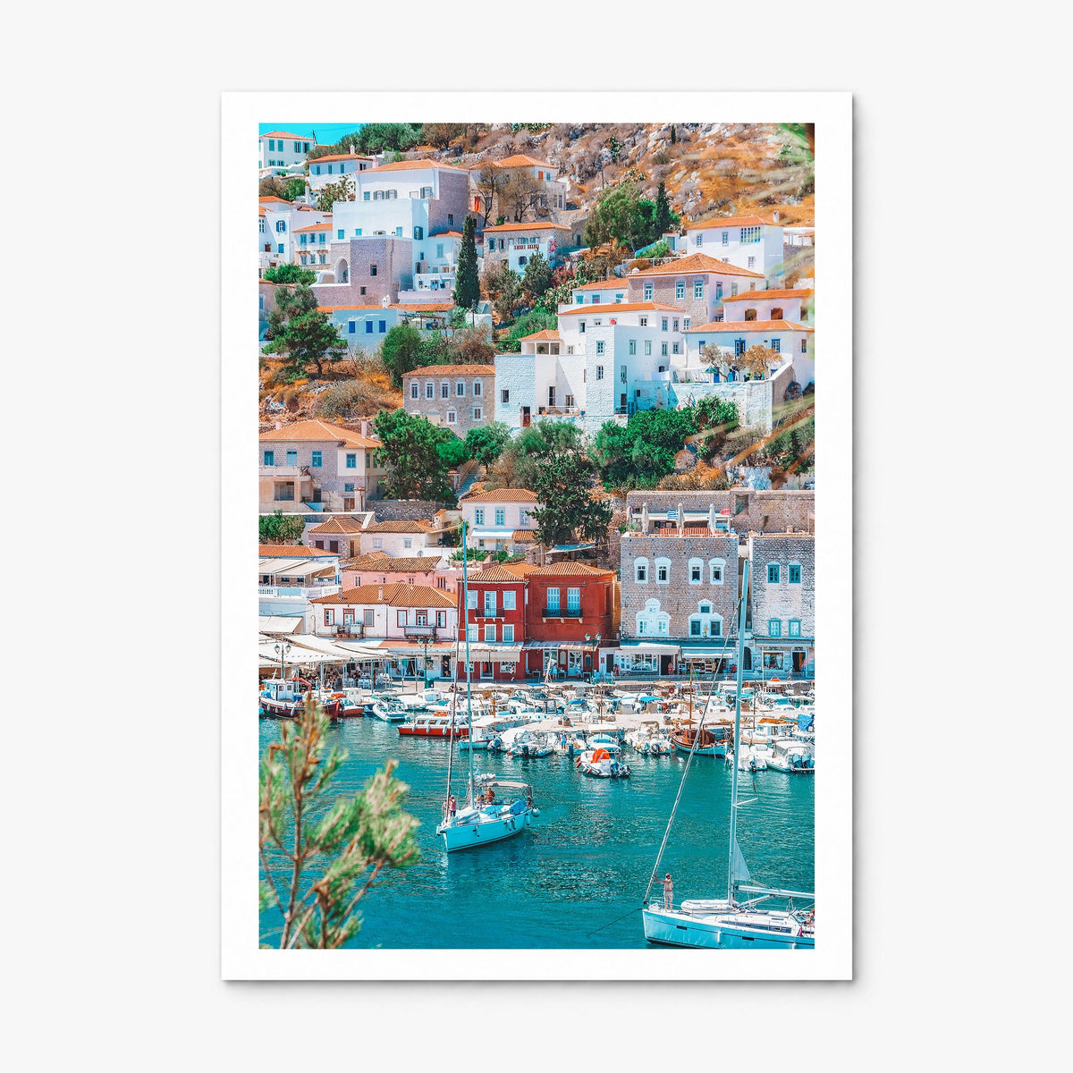 Hydra Photo Poster, print only (unframed), white border