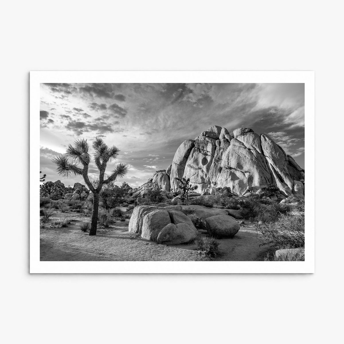 Joshua Tree National Park Photo No 1 Poster, print only (unframed), white border