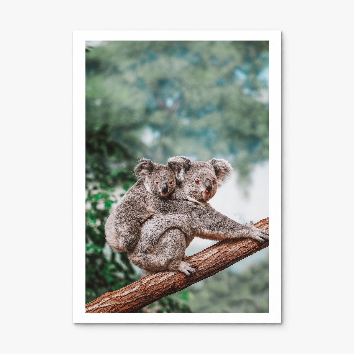 Koala Photo Poster, print only (unframed), white border