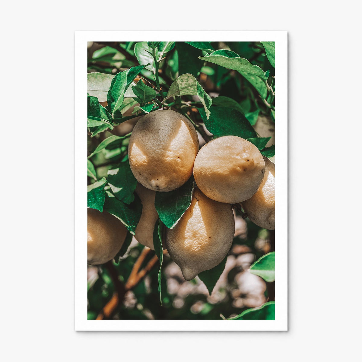 Lemon Tree Photo Poster, print only (unframed), white border