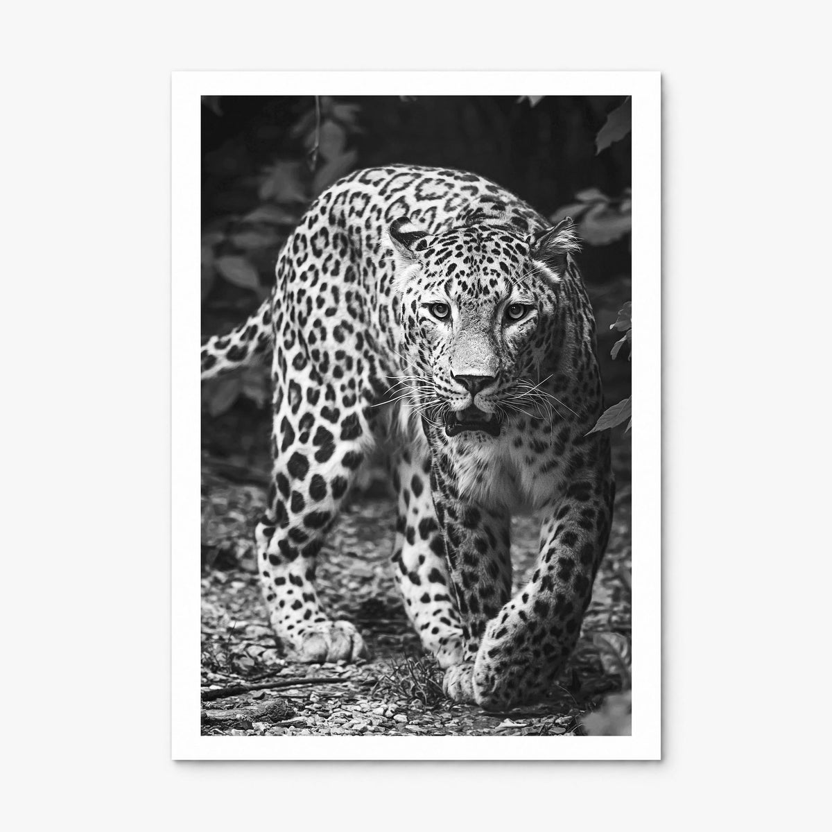 Leopard Photo No 1 Poster, print only (unframed), white border