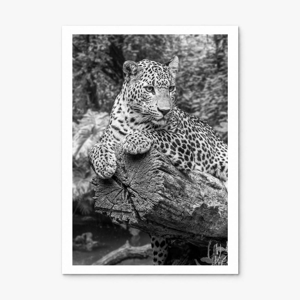 Leopard Photo No 2 Poster, print only (unframed), white border