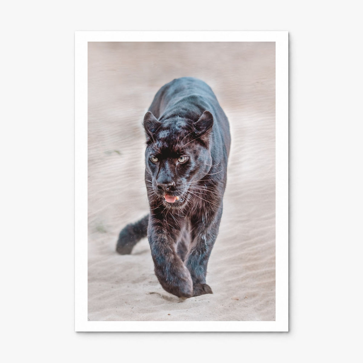 Leopard Photo No 1 Poster, print only (unframed), white border