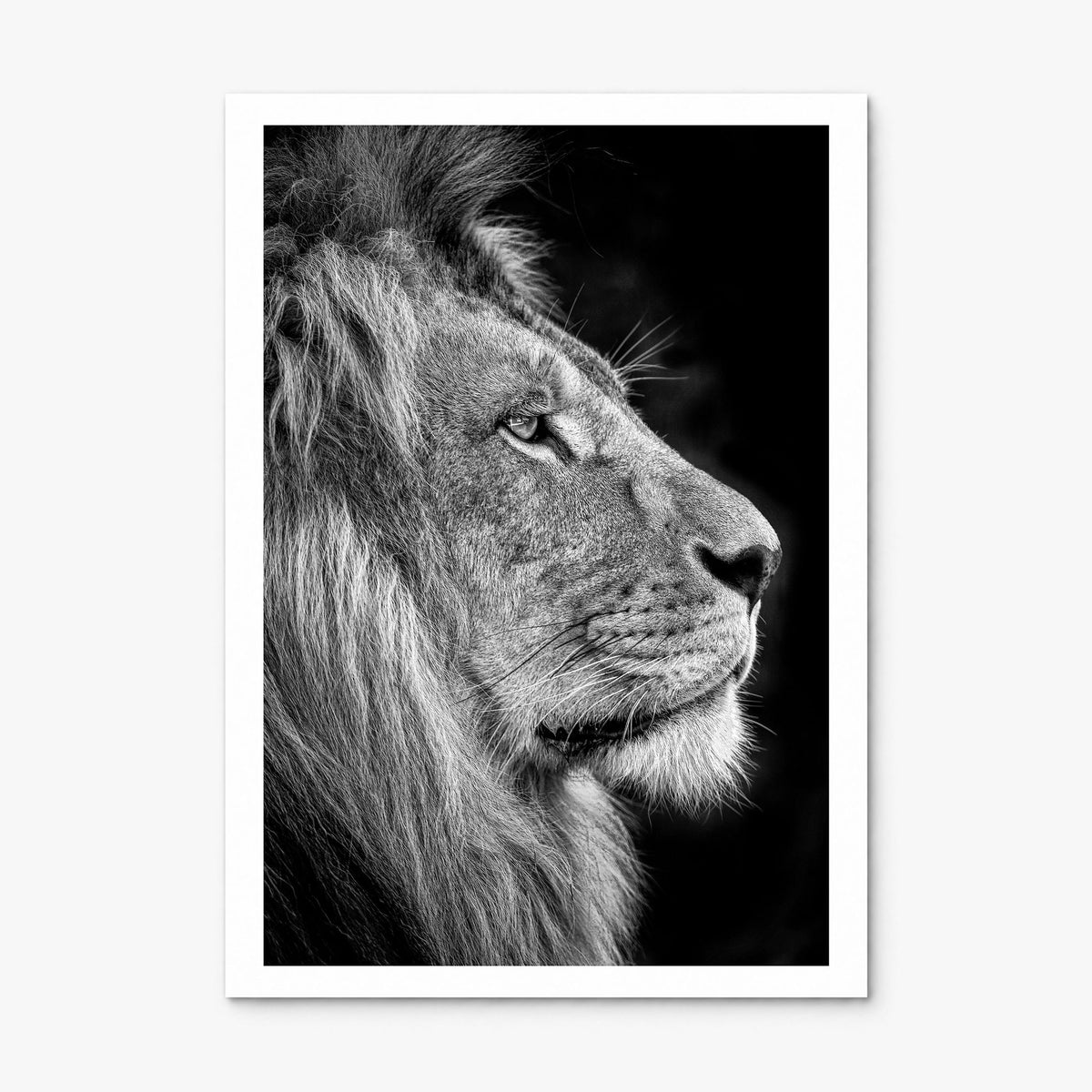 Lion Photo No 1 Poster, print only (unframed), white border