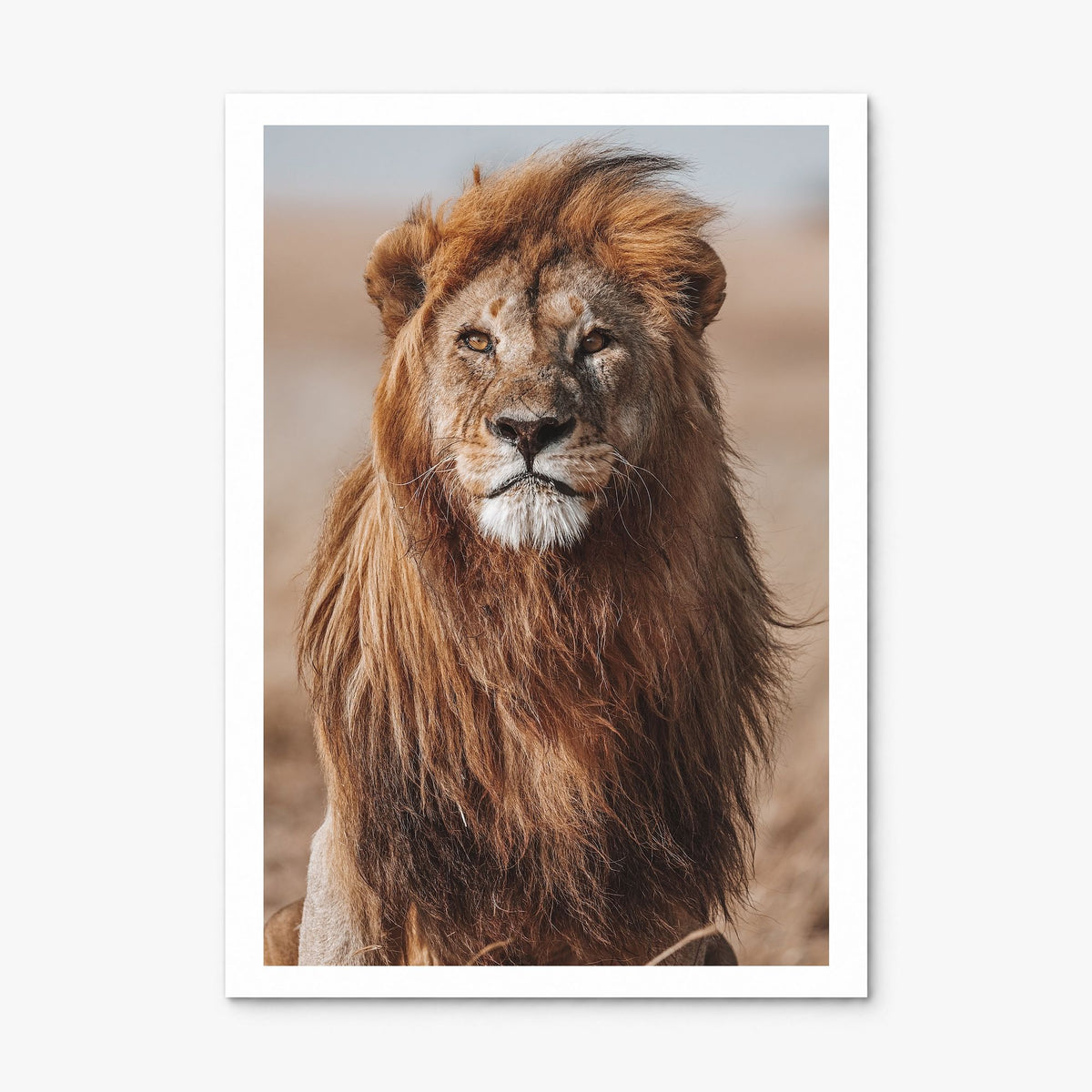 Lion Photo No 1 Poster, print only (unframed), white border