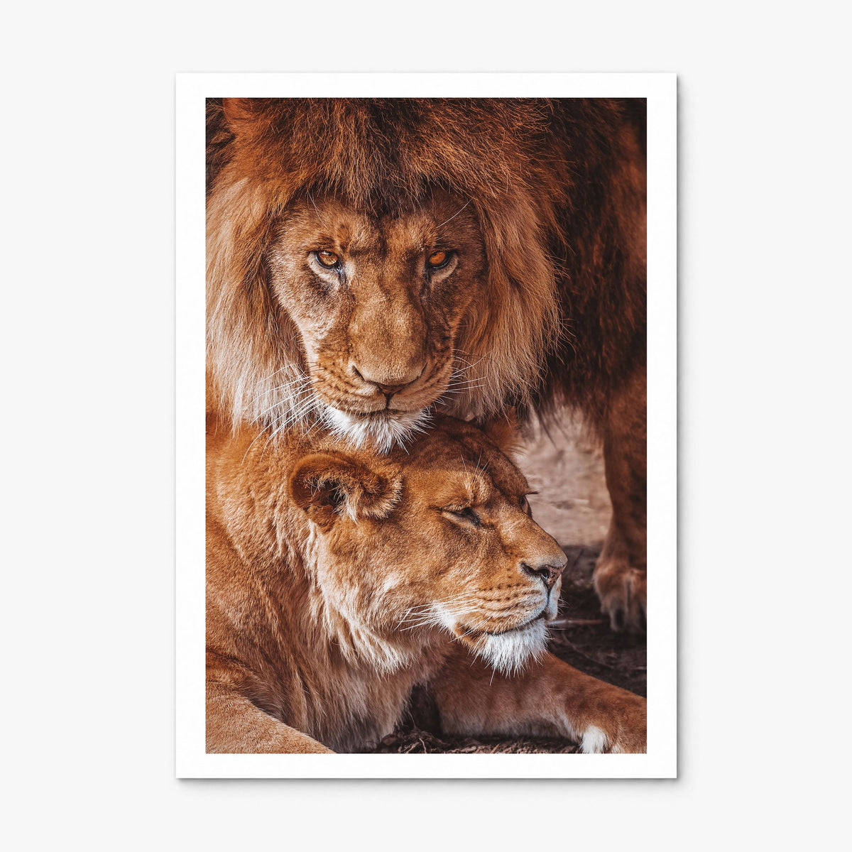 Lion Photo No 3 Poster, print only (unframed), white border