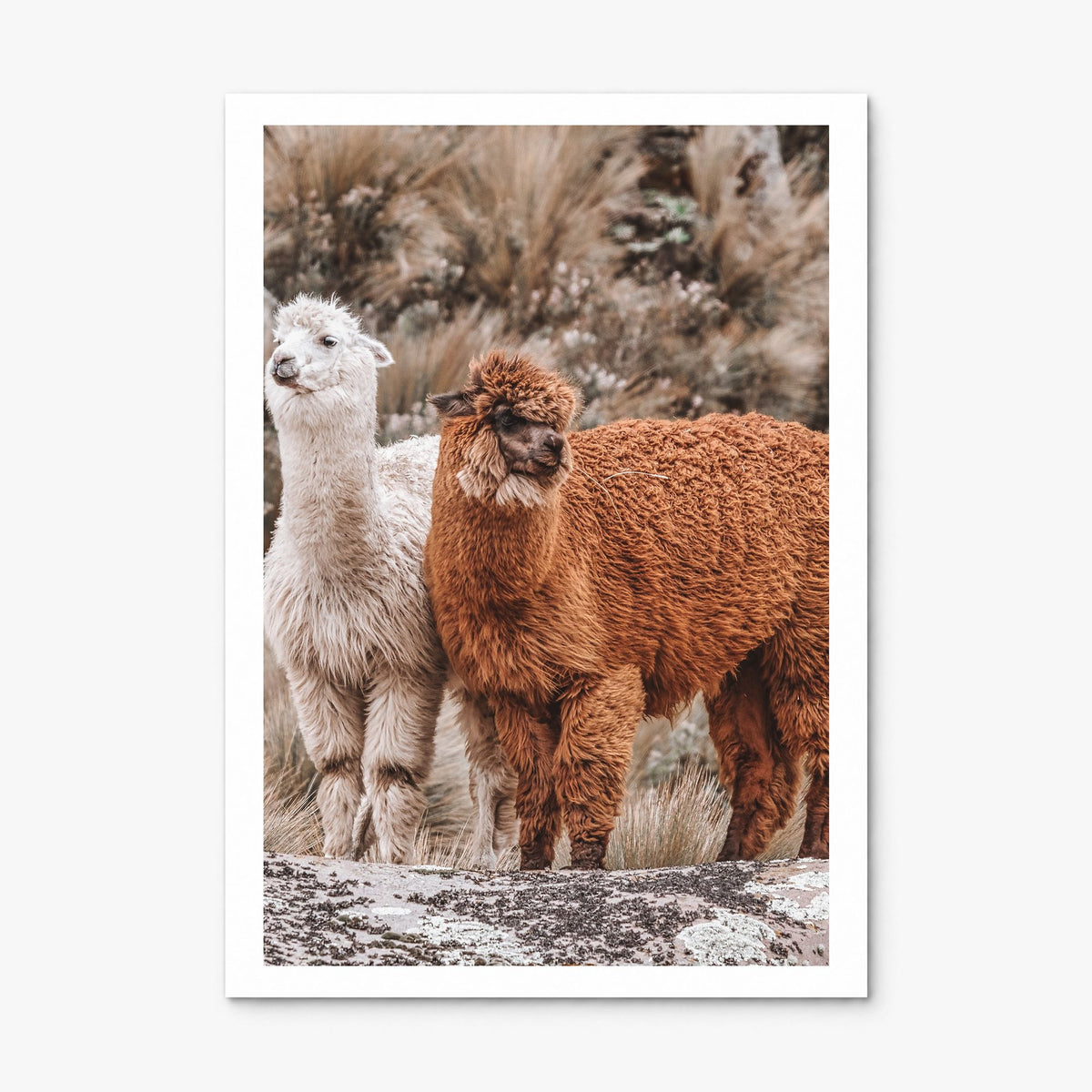 Llama Photo Poster, print only (unframed), white border