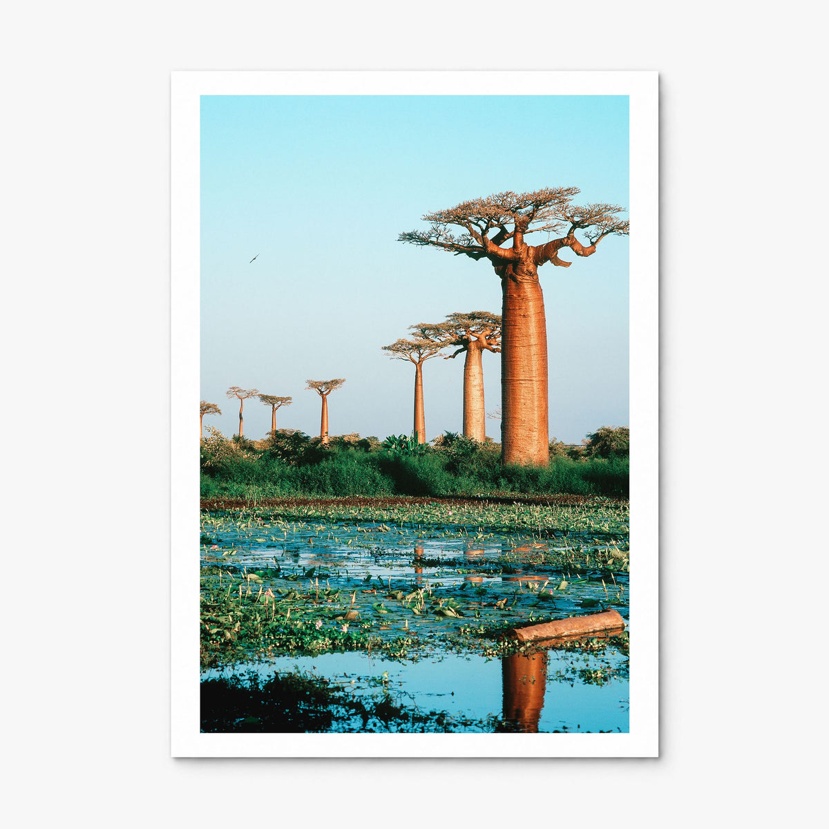 Madagascar Photo Poster, print only (unframed), white border