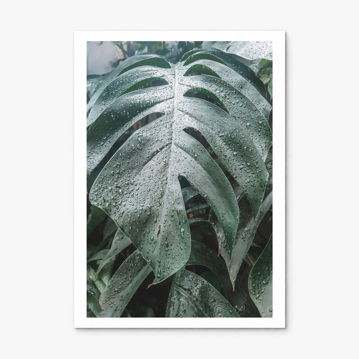 Monstera Leaf Photo Poster, print only (unframed), white border
