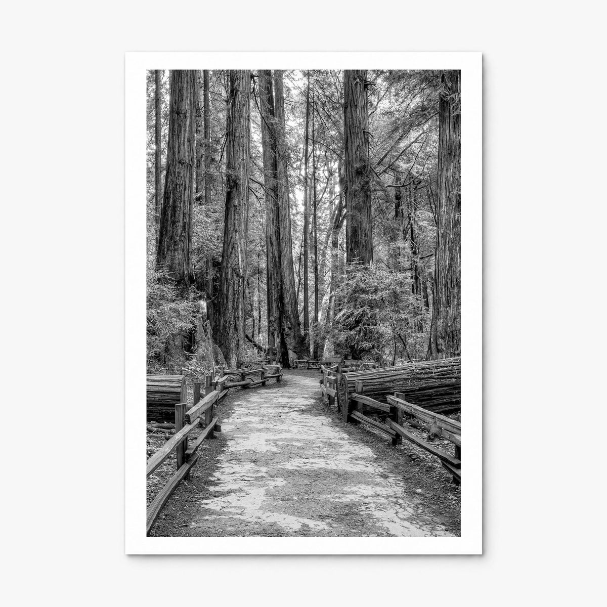 Muir Woods National Monument Photo Poster, print only (unframed), white border