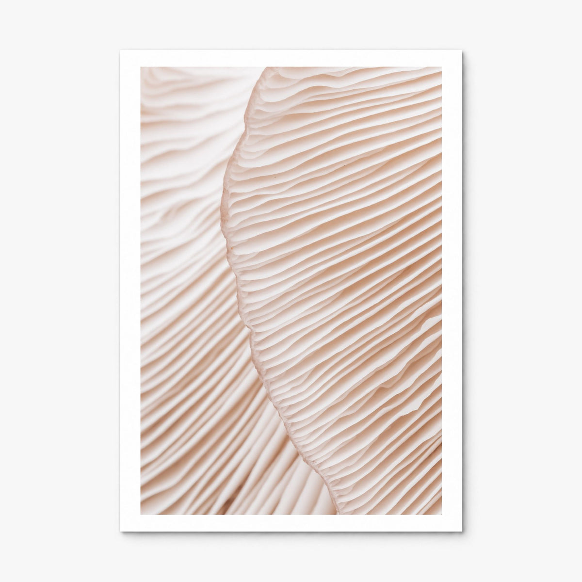 Mushroom Closeup Photo Poster, print only (unframed), white border