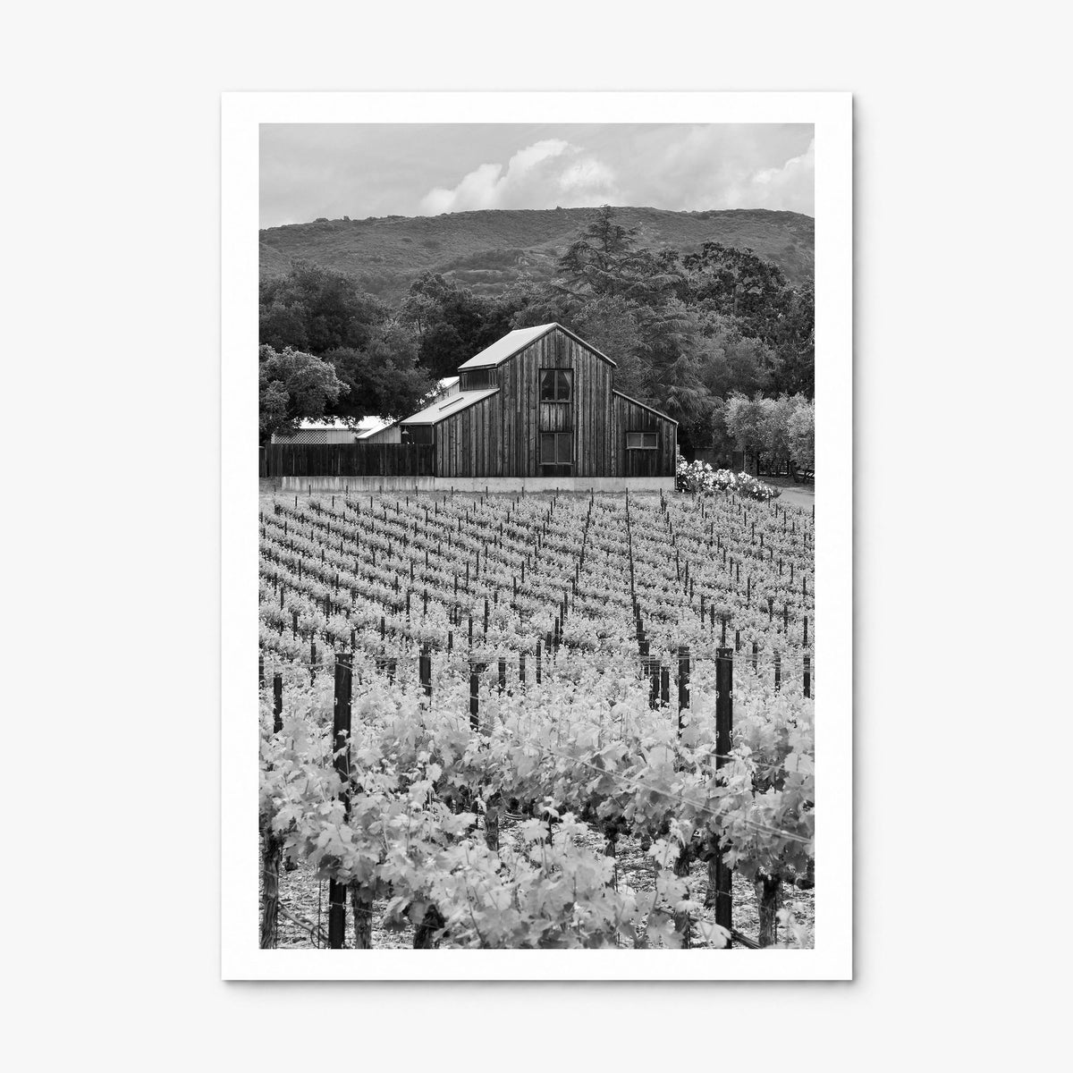 Napa Valley Photo Poster, print only (unframed), white border