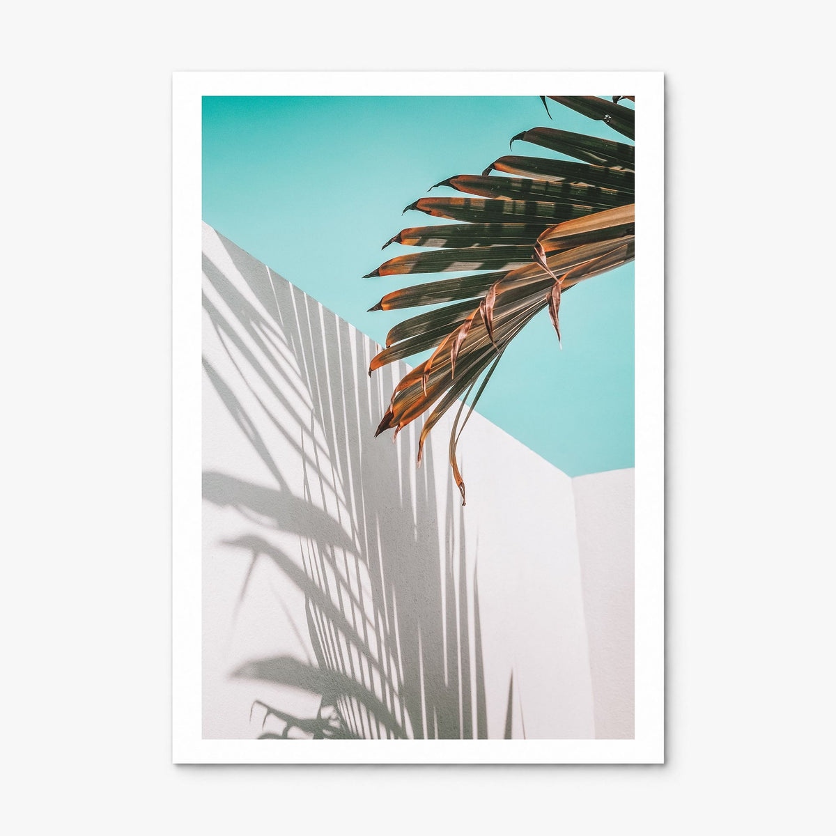 Palm Tree Shadow Photo Poster, print only (unframed), white border