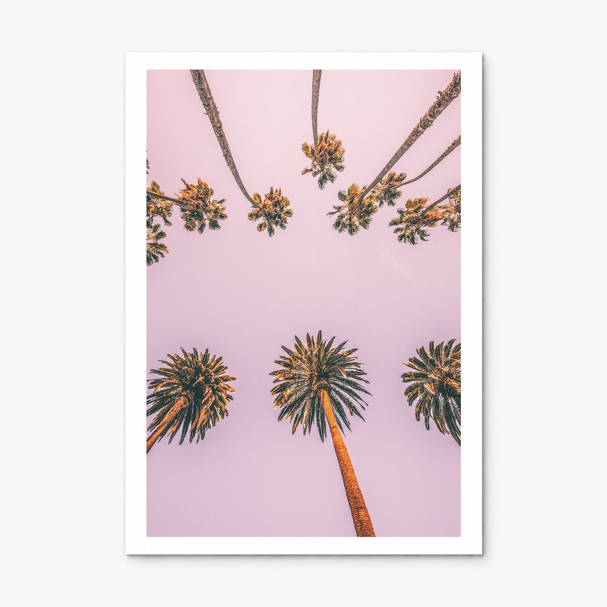 Palm Trees Photo No 8 Poster, print only (unframed), white border