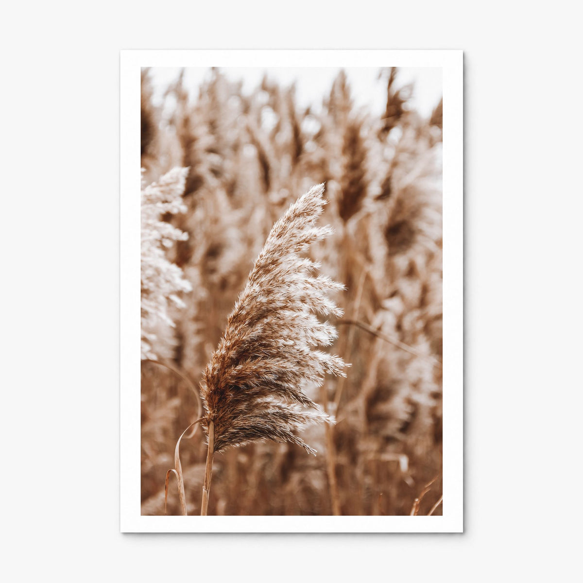 Pampas Grass Photo No 3 Poster, print only (unframed), white border